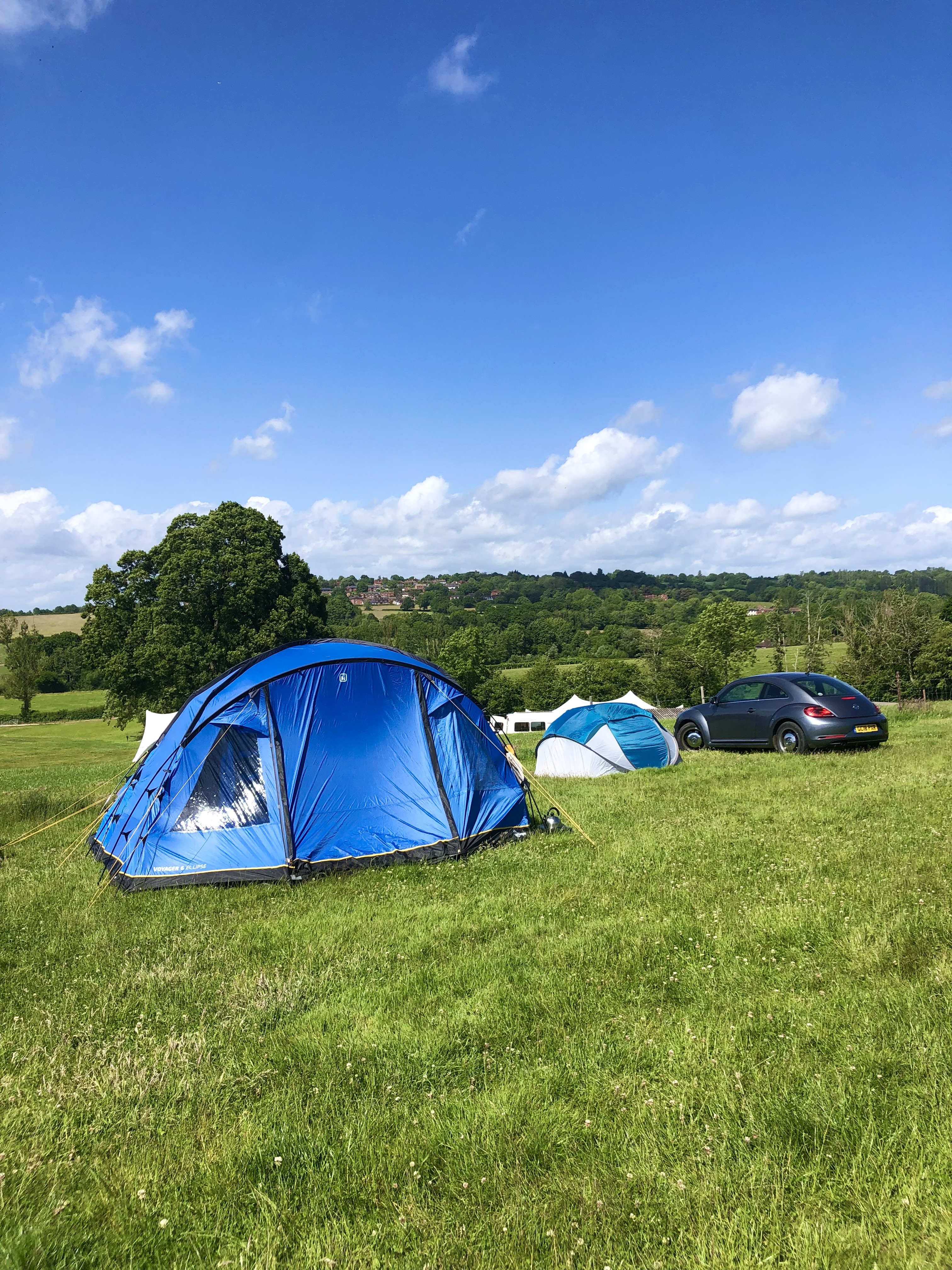 Apricot field at Bedgebury Camping